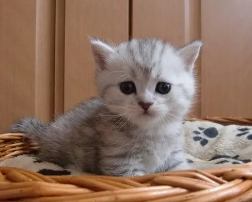 会社員 様のお迎えした子猫