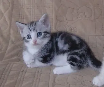 チロくん 様のお迎えした子猫