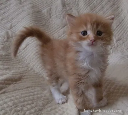ID:1704-01106の子猫