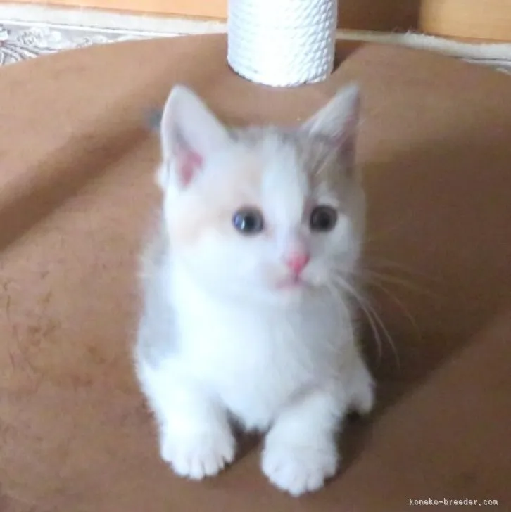 あーる 様のお迎えした子猫