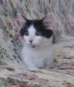 ID:1705-01093の子猫