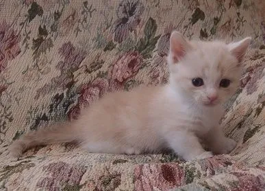 み 様のお迎えした子猫