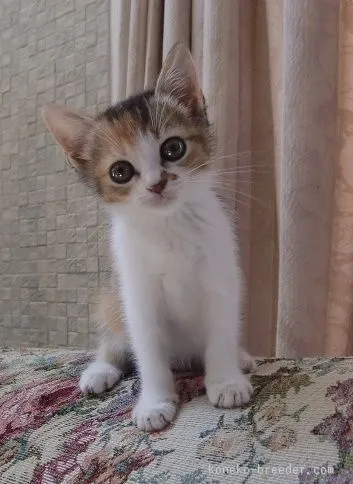 ID：1507-00427の子猫