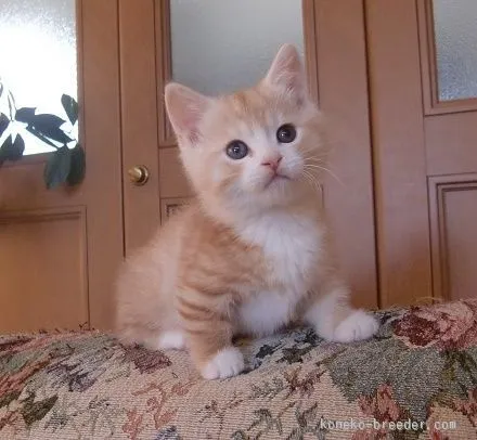 ID:1511-00501の子猫