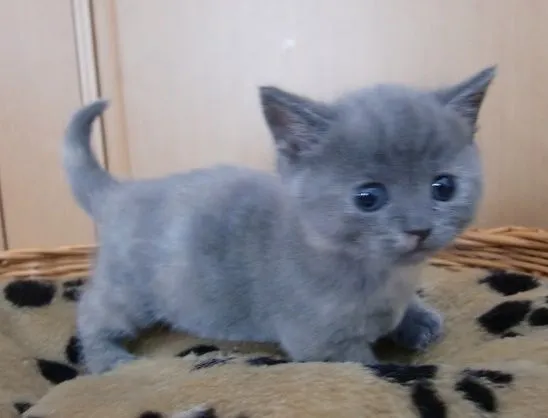 ID:1505-00291の子猫