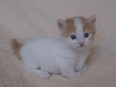 福のパパ 様のお迎えした子猫