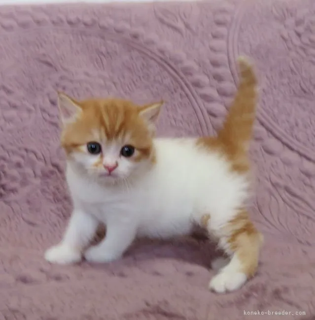 ID:2111-01878の子猫