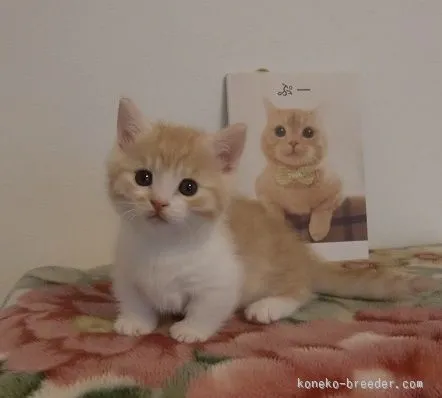 ID：1511-00346の子猫