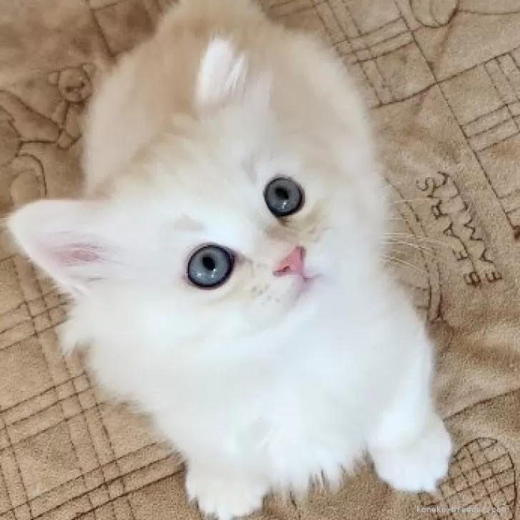 ID:2411-01326の子猫