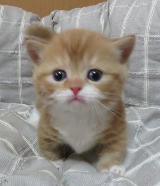 ID:2111-00099の子猫