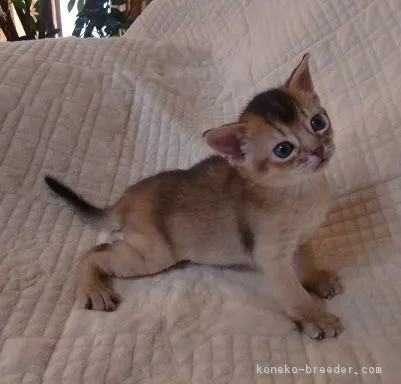 にゃんきっちゃん 様のお迎えした子猫