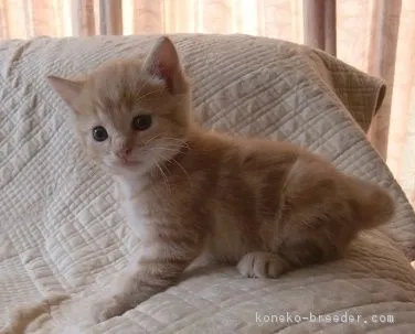 ID:1605-00573の子猫