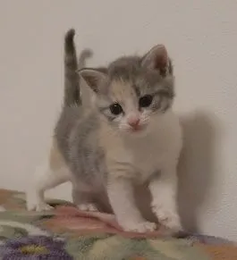 ID：1605-00347の子猫