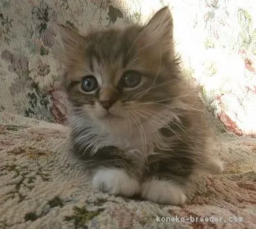 ID:1707-00802の子猫