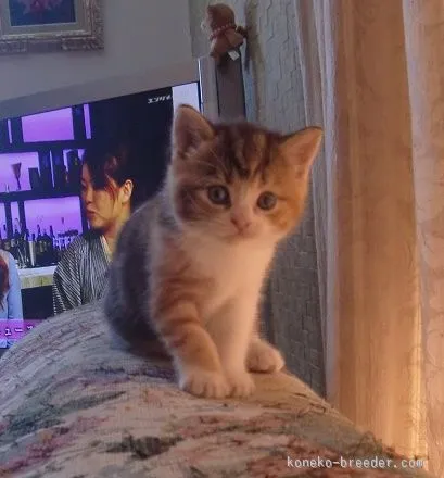 ふにゃら 様のお迎えした子猫