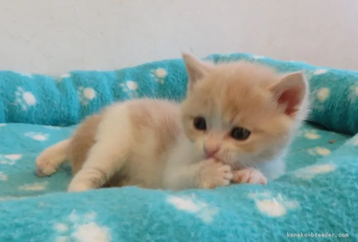 ID:2105-02334の子猫