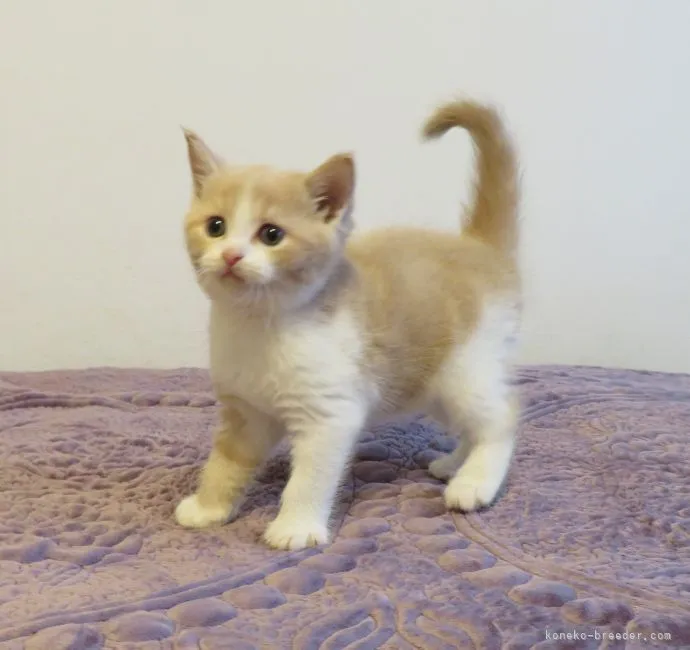 ID：2110-01373の子猫