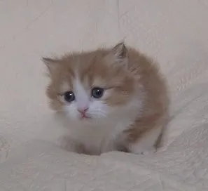 ナオミ 様のお迎えした子猫