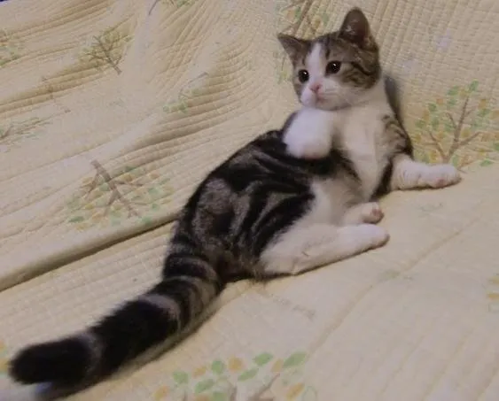 ID:1411-00308の子猫