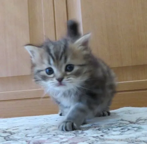 ID：1911-00261の子猫