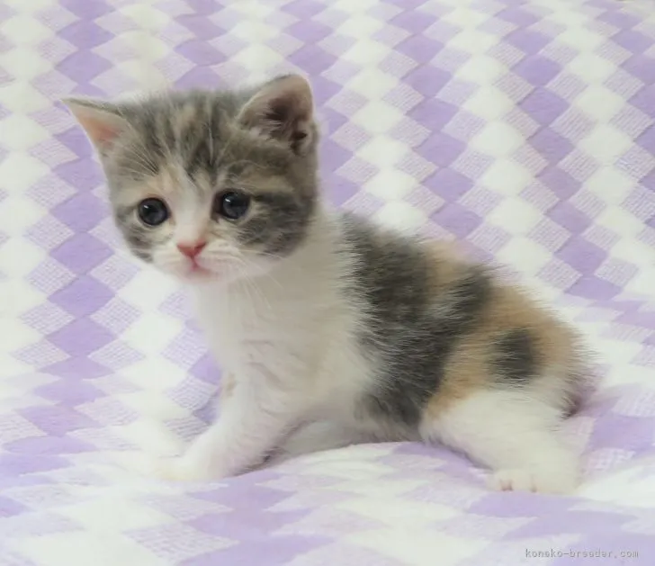 ID:2205-02599の子猫