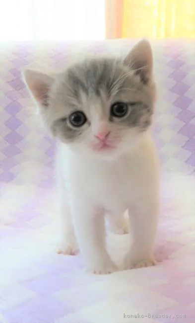 ID：2205-02005の子猫