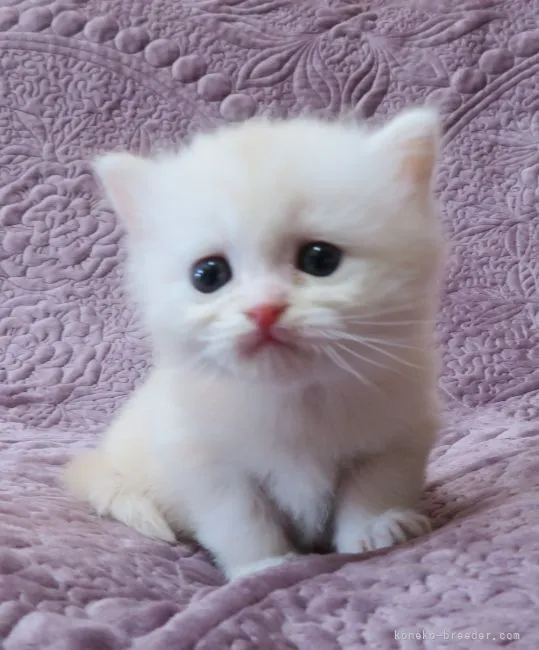 ID:2112-01740の子猫