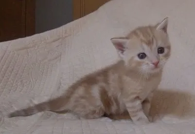 ID:1803-01495の子猫
