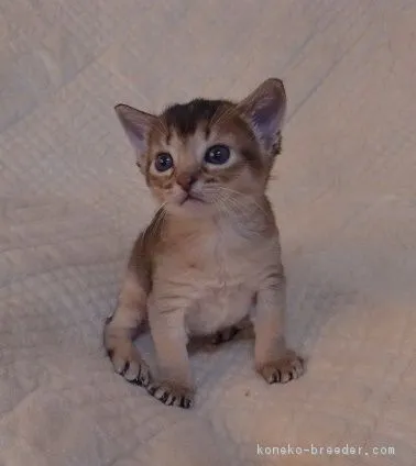 ID：1605-00116の子猫