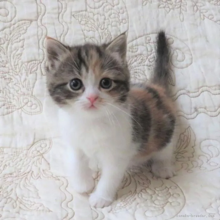 ID:2212-00578の子猫