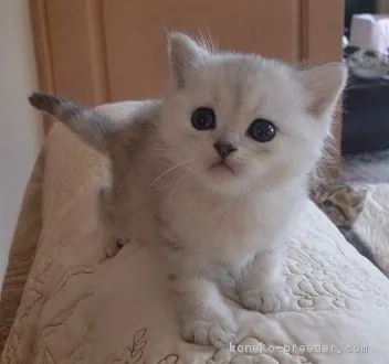 ID:1605-00915の子猫