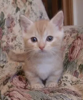ID：1707-00124の子猫