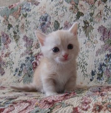 マンチカン【山形県・男の子・2015年6月23日・レッドタービー（ショート）】の写真「少し大きくなりましたが、まだまだジャラケ盛りです。」