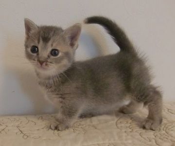 マンチカン【山形県・女の子・2017年4月16日・ブルーパッチドタビー（短毛）】の写真「人慣れしてて、とても懐っこい仔です。」