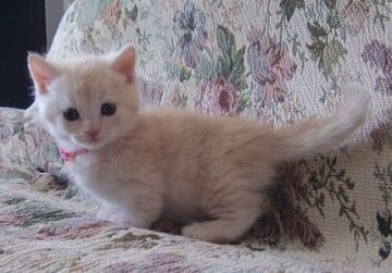 マンチカン【山形県・男の子・2017年4月9日・レッドタビー（短毛）】の写真「人慣れしてて、とても懐っこい仔です。」