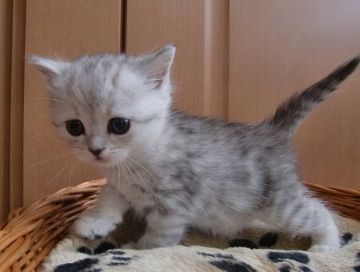 マンチカン【山形県・女の子・2015年5月14日・シルバーパッチードタービー（ショート）】の写真「おっとりしてる性格で大変静かな仔達です。」