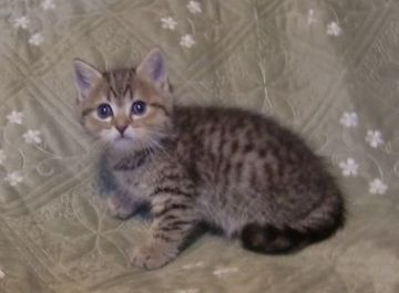 マンチカン(長足)【山形県・男の子・2018年2月27日・ブラウンスポテットタビー（ショート）】の写真「まん丸お顔でとても可愛いです。」