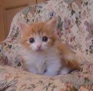 マンチカン【山形県・女の子・2017年5月5日・レッドタビー&ホワイト（ロング）】の写真「愛らしいお顔の女の子で、懐っこい仔です。」