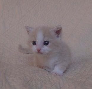 マンチカン(短足)【山形県・男の子・2018年3月10日・クリームタビー&ホワイト（ショート）】の写真「美猫です。」