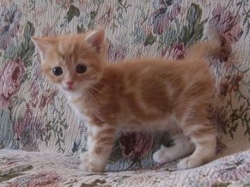 マンチカン【山形県・女の子・2017年4月11日・レッドタビー（短毛）】の写真「人慣れしてて、とても懐っこい仔です。」