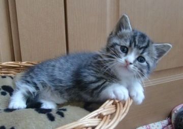 マンチカン【山形県・女の子・2015年5月8日・ブラウンスポテットタービー&ホワイト（ショート）】の写真「綺麗なソックスを履いてる、懐っこい仔です。」
