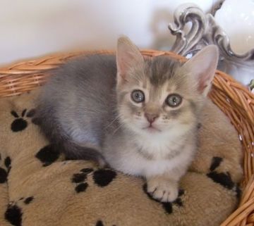 マンチカン【山形県・女の子・2015年6月17日・ブルーパッチドタビー（ショート）】の写真「人間大好きな猫ちゃんです。」