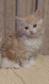 マンチカン(長足)【山形県・男の子・2017年11月21日・レッドタビー&ホワイト（セミロング）】の写真「可愛い仔です。」