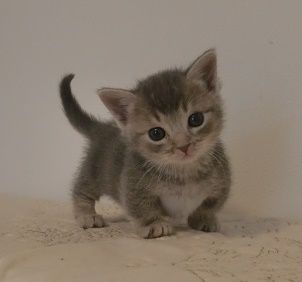 マンチカン【山形県・男の子・2017年4月16日・ブルータビー（短毛）】の写真「人慣れしてて、とても懐っこい仔です。」