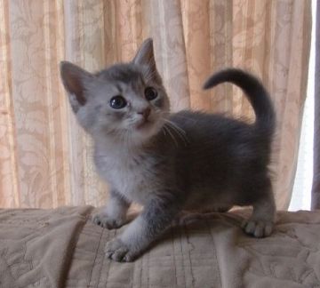 マンチカン【山形県・男の子・2015年8月2日・ブルータビー（ショート）】の写真「とってもキュートなお顔です。」