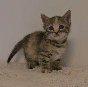 マンチカン【山形県・女の子・2017年4月6日・ブラウンパッチドタービー（短毛）】の写真「人慣れしてて、とても懐っこい仔です。」