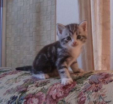 マンチカン【山形県・男の子・2015年8月25日・シルバータビー&ホワイト（短毛）】の写真「人気カラーのとっても可愛い仔です。」