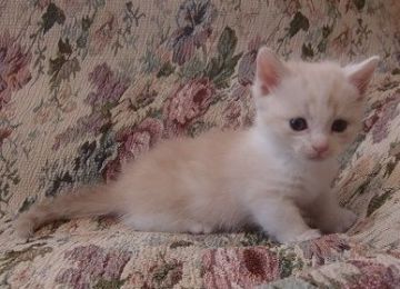 マンチカン【山形県・男の子・2017年5月20日・クリーム&ホワイト（短毛）】の写真「美男猫です。」