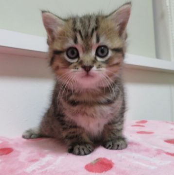 マンチカン(長足)【山形県・男の子・2020年3月16日・ブラウンタビー（短毛）】の写真「可愛い男の仔です」