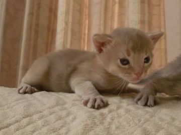 アビシニアン【山形県・男の子・2017年4月4日・フォーン】の写真「懐っこい仔でとても可愛いです。」